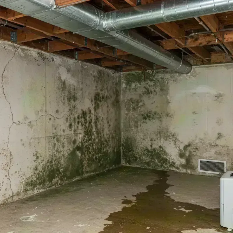 Professional Mold Removal in Greene County, IL